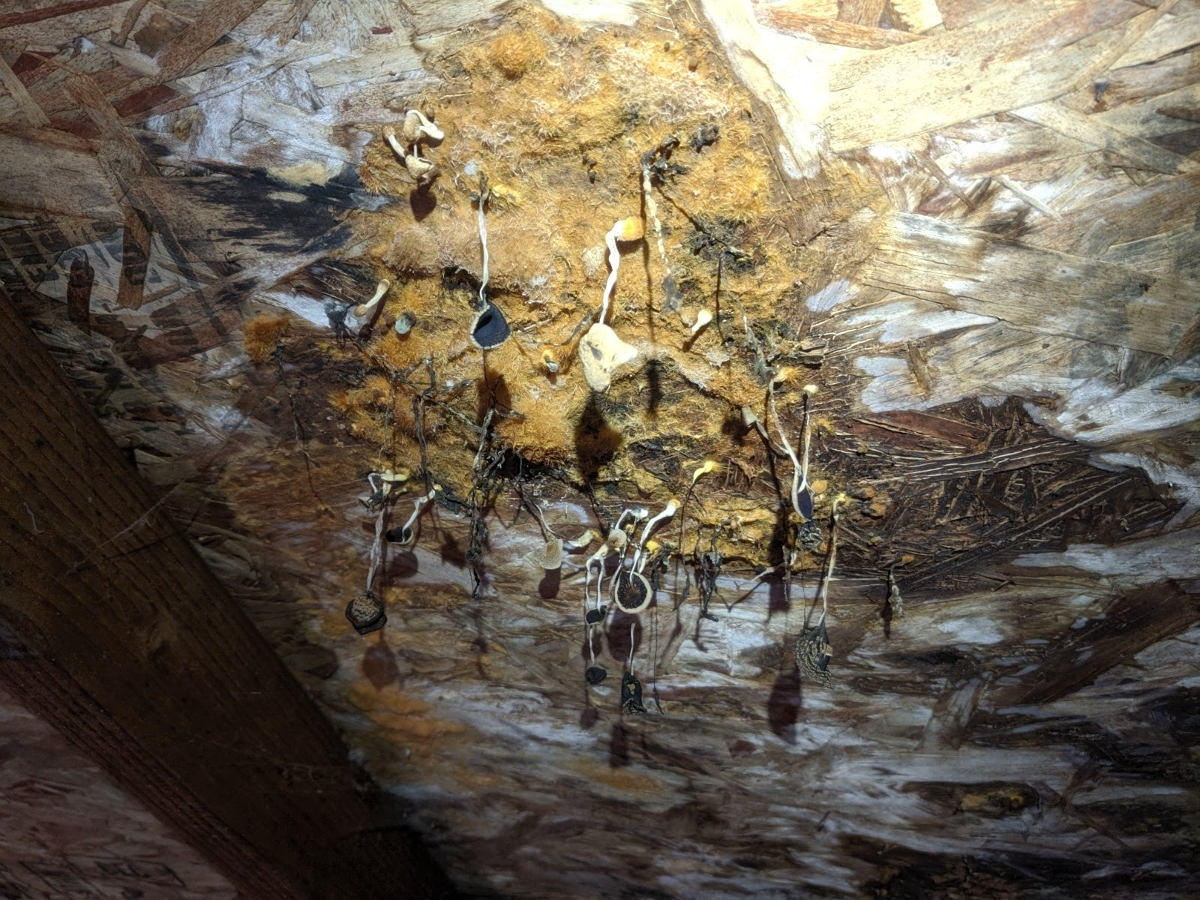 Mold and fungi growing in an attic to illustrate home inspections.