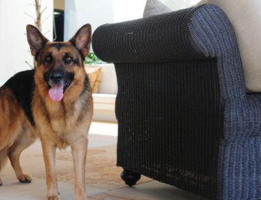German Shepherd standing by a couch with tongue out to help illustrate Home Inspection Tips for Pet Owners