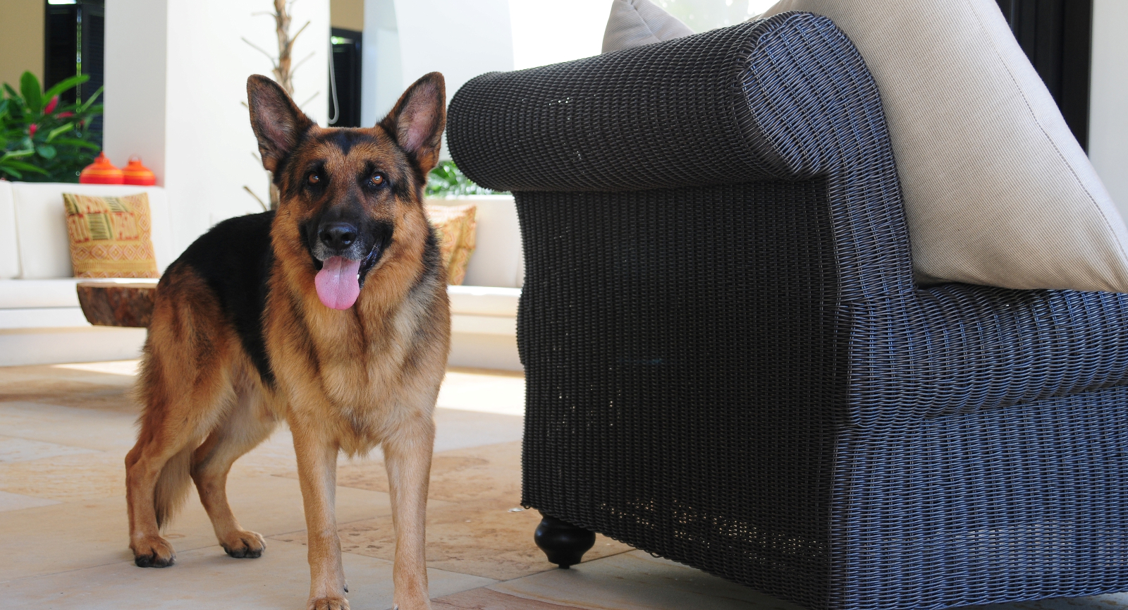 German Shepherd standing by a couch with tongue out to help illustrate Home Inspection Tips for Pet Owners